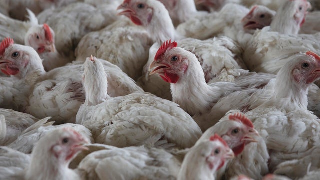 South Africa Bird Flu 