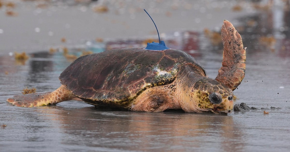 Sea turtle named Dilly Dally returns to ocean after flipper amputation 